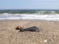Sea Ã¢â¬â¹Ã¢â¬â¹pebbles and shells on the seashore against the blue sky Royalty Free Stock Photo